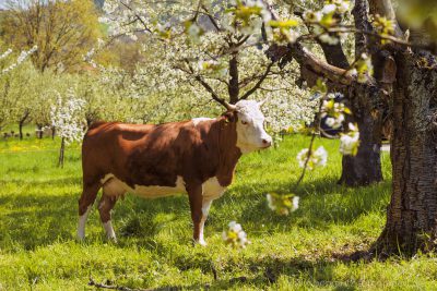 Eine Kuh steht auf einer Wiese zwischen blühenden Obstbäumen