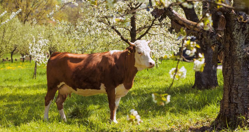Eine Kuh steht auf einer Wiese zwischen blühenden Obstbäumen